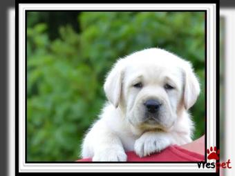 Ράτσα: Λαμπραντόρ - Labrador | Ηλικία: 2,5 μηνών | Φύλο: Αρσενικό | Αρ. Microchip: 93617528463 | Εκπαιδευμένο | Περιοχή: Αττική